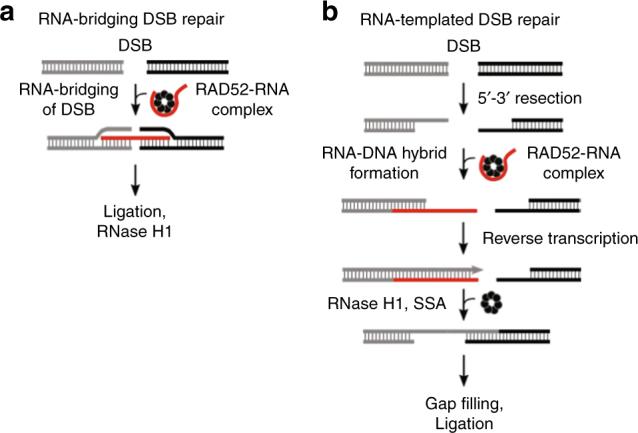 https://cdn.ncbi.nlm.nih.gov/pmc/blobs/029a/5854605/511c49c5930c/41467_2018_3483_Fig1_HTML.jpg