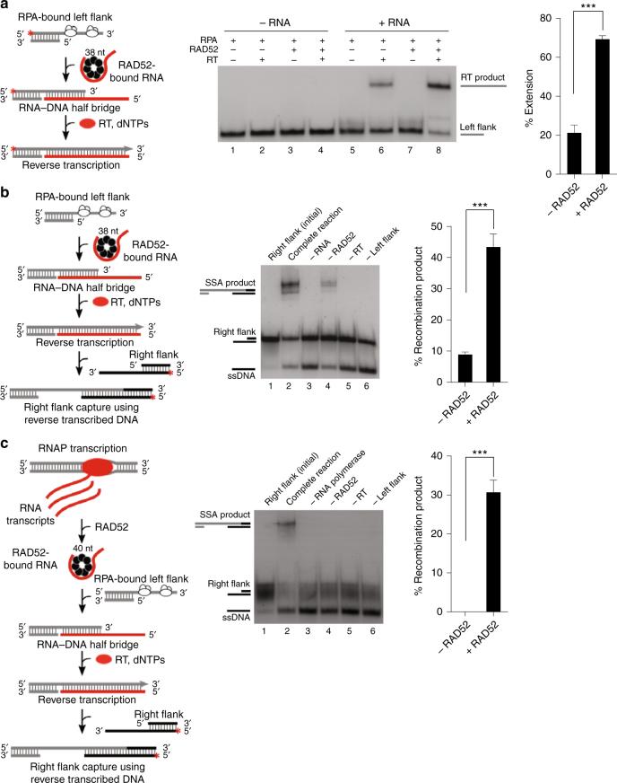 https://cdn.ncbi.nlm.nih.gov/pmc/blobs/029a/5854605/c8a6ea8e4e0c/41467_2018_3483_Fig5_HTML.jpg
