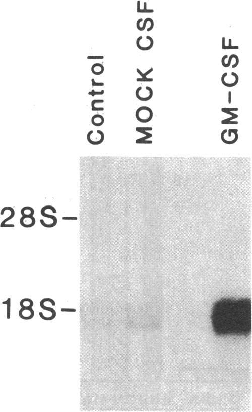 https://cdn.ncbi.nlm.nih.gov/pmc/blobs/029c/424514/7e82f6383bda/jcinvest00117-0187-a.jpg