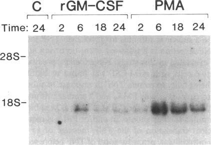 https://cdn.ncbi.nlm.nih.gov/pmc/blobs/029c/424514/e6424f8a7c3e/jcinvest00117-0187-b.jpg