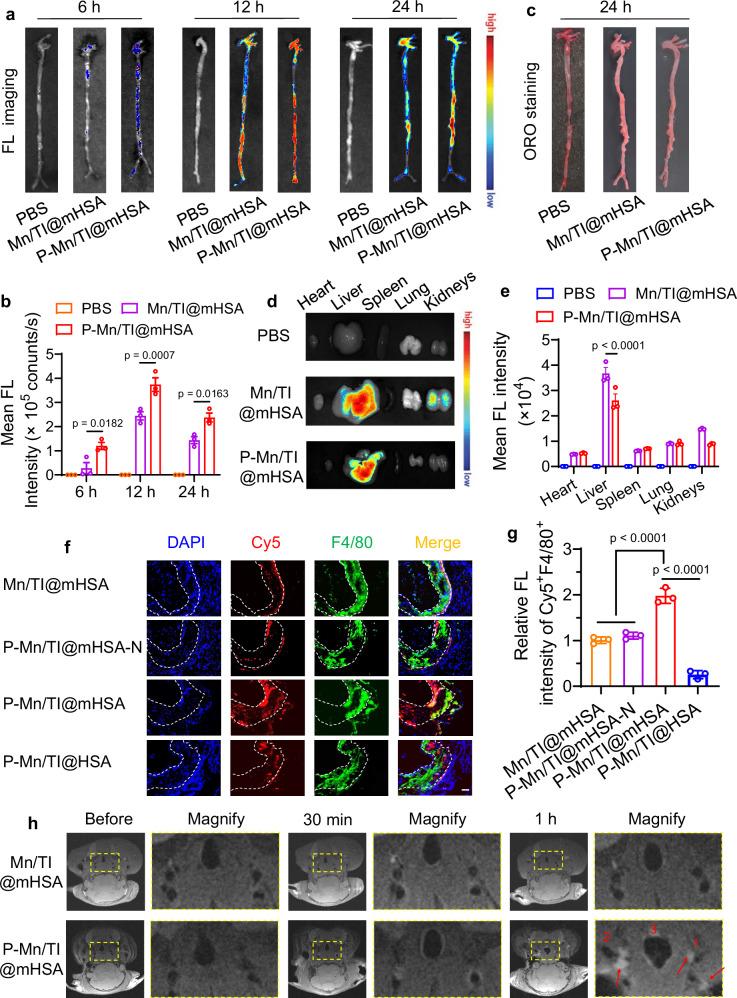 https://cdn.ncbi.nlm.nih.gov/pmc/blobs/029d/12254273/3b6e94fc375e/41467_2025_61789_Fig8_HTML.jpg