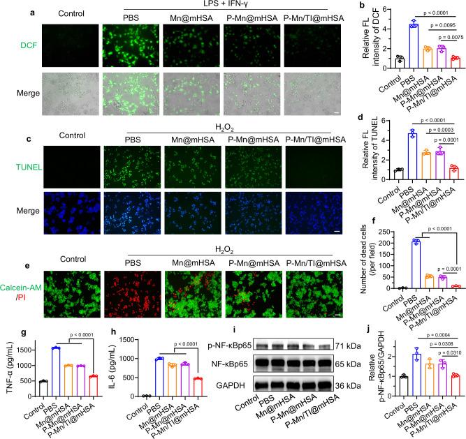 https://cdn.ncbi.nlm.nih.gov/pmc/blobs/029d/12254273/d74e5a1894f3/41467_2025_61789_Fig5_HTML.jpg