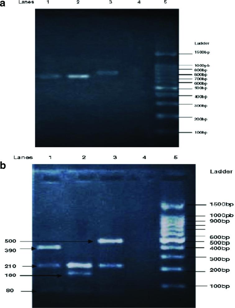 https://cdn.ncbi.nlm.nih.gov/pmc/blobs/029d/7471778/8c48ae5b5ea3/acmi-1-026-g001.jpg
