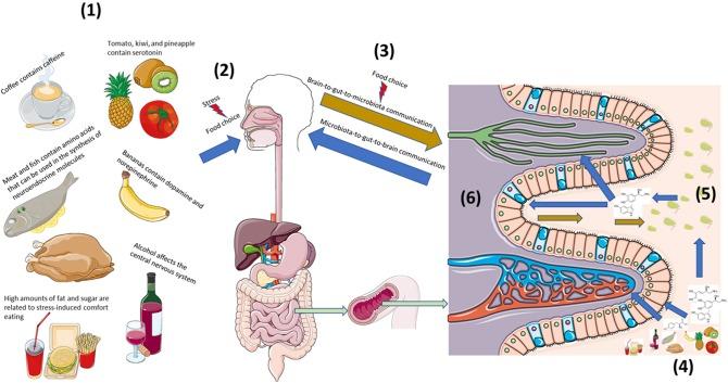 https://cdn.ncbi.nlm.nih.gov/pmc/blobs/029e/6361751/4717dcfec660/fendo-09-00796-g0001.jpg