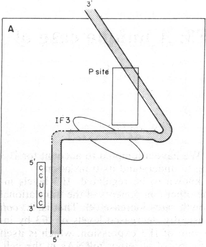 https://cdn.ncbi.nlm.nih.gov/pmc/blobs/02a0/392076/1a9f42bc7bcd/pnas00623-0161-a.jpg