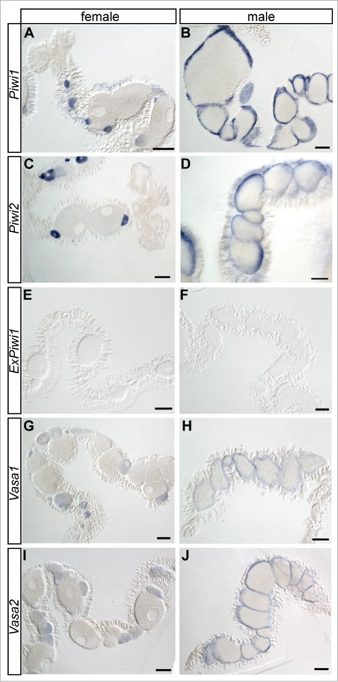 https://cdn.ncbi.nlm.nih.gov/pmc/blobs/02a0/5731801/c017f1b903fc/krnb-14-12-1349048-g004.jpg