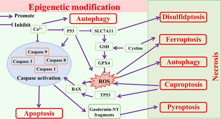 https://cdn.ncbi.nlm.nih.gov/pmc/blobs/02a1/11040947/9a08bb72acbc/13045_2024_1545_Fig6_HTML.jpg