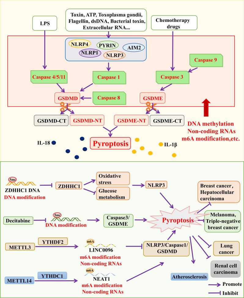 https://cdn.ncbi.nlm.nih.gov/pmc/blobs/02a1/11040947/e830da8be04c/13045_2024_1545_Fig2_HTML.jpg