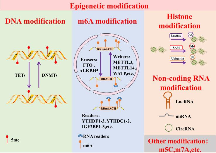 https://cdn.ncbi.nlm.nih.gov/pmc/blobs/02a1/11040947/eac917693c91/13045_2024_1545_Fig1_HTML.jpg