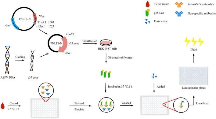 https://cdn.ncbi.nlm.nih.gov/pmc/blobs/02a3/9557169/950131c7b495/fmicb-13-1013678-g001.jpg