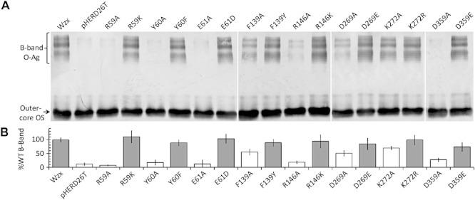 https://cdn.ncbi.nlm.nih.gov/pmc/blobs/02aa/3412221/3ab163948984/mmi0084-1165-f1.jpg