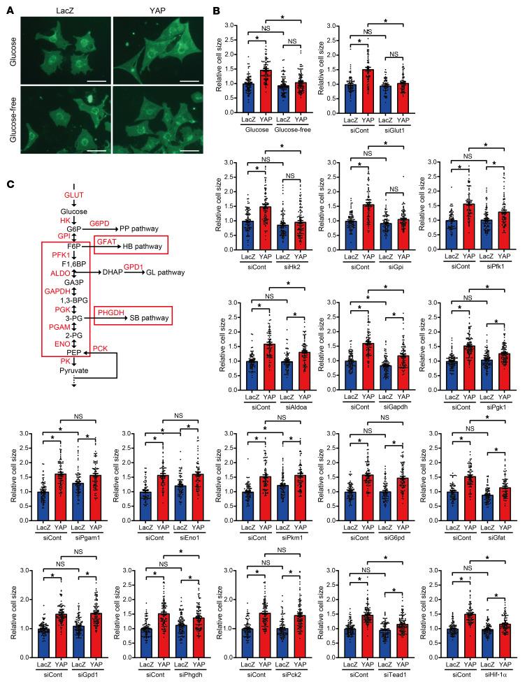 https://cdn.ncbi.nlm.nih.gov/pmc/blobs/02aa/8920343/25119e49e6b9/jci-132-150595-g031.jpg