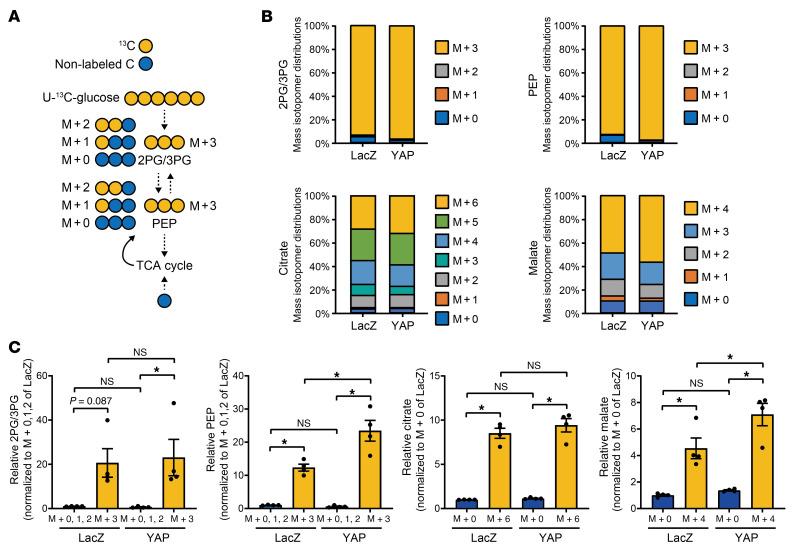 https://cdn.ncbi.nlm.nih.gov/pmc/blobs/02aa/8920343/3c4cda37272b/jci-132-150595-g030.jpg