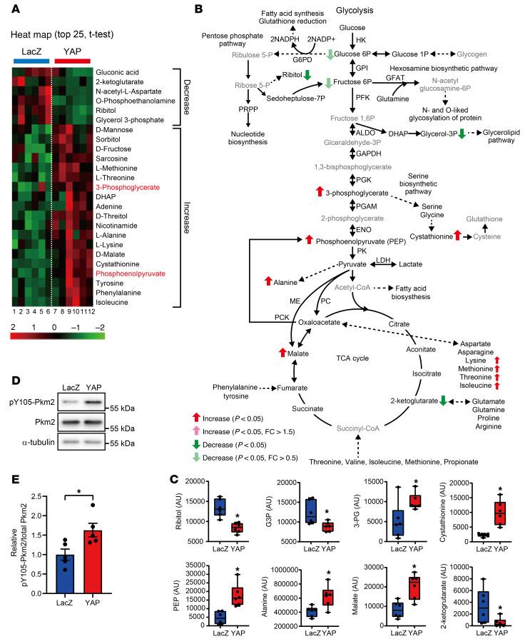 https://cdn.ncbi.nlm.nih.gov/pmc/blobs/02aa/8920343/43ca87a558ab/jci-132-150595-g029.jpg