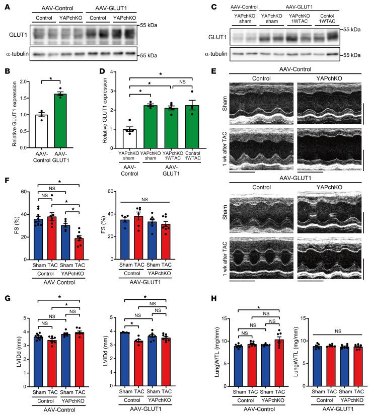 https://cdn.ncbi.nlm.nih.gov/pmc/blobs/02aa/8920343/87ad7c23080d/jci-132-150595-g033.jpg
