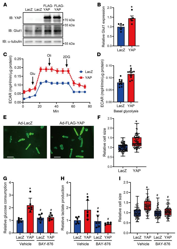 https://cdn.ncbi.nlm.nih.gov/pmc/blobs/02aa/8920343/956335cb9cda/jci-132-150595-g032.jpg