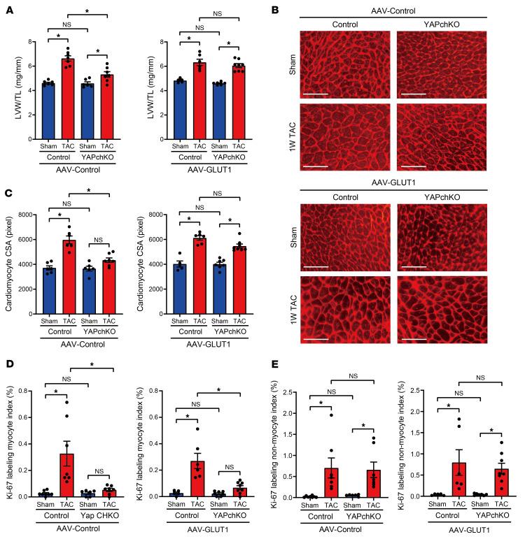 https://cdn.ncbi.nlm.nih.gov/pmc/blobs/02aa/8920343/f5668a09b0e7/jci-132-150595-g022.jpg