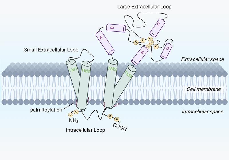 https://cdn.ncbi.nlm.nih.gov/pmc/blobs/02ab/11901453/5f3d097e0ac1/KVIR_A_2474188_F0001_OC.jpg