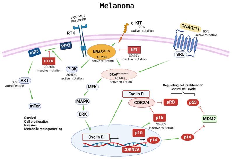 https://cdn.ncbi.nlm.nih.gov/pmc/blobs/02ac/11084485/88648e34b90d/ijms-25-05023-g001.jpg