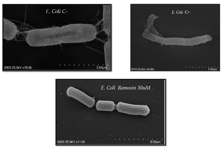 https://cdn.ncbi.nlm.nih.gov/pmc/blobs/02ac/9782819/a53a7588303b/pharmaceutics-14-02579-g005.jpg