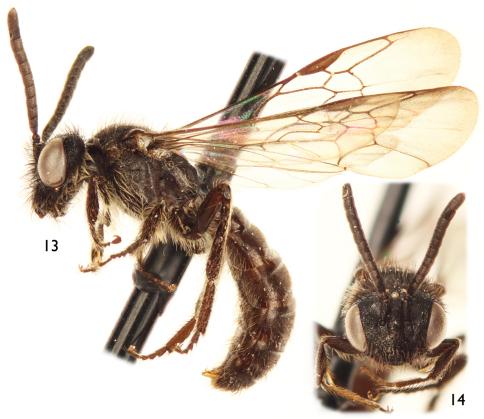 https://cdn.ncbi.nlm.nih.gov/pmc/blobs/02ad/3175135/52d8094016a1/ZooKeys-126-057-g003.jpg