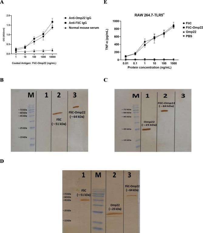 https://cdn.ncbi.nlm.nih.gov/pmc/blobs/02ae/11557591/3a44390736a7/41598_2024_79013_Fig2_HTML.jpg