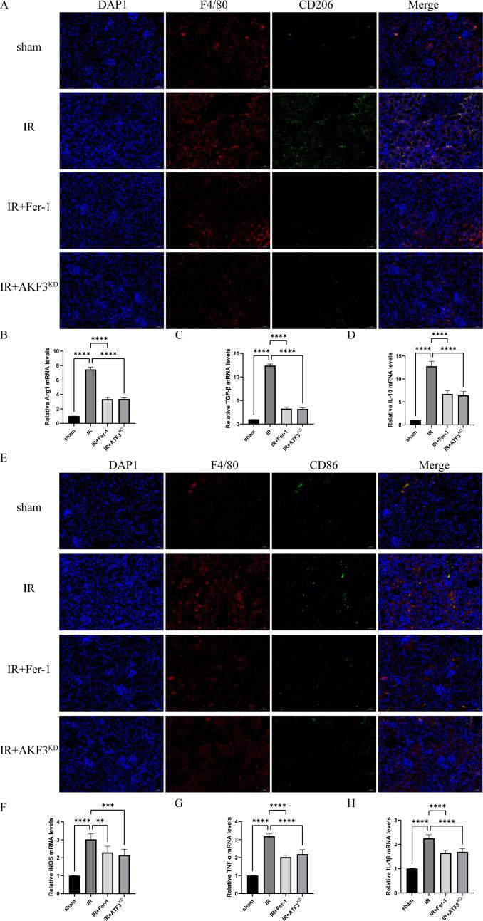 https://cdn.ncbi.nlm.nih.gov/pmc/blobs/02b0/11835872/5249a76e5a09/fimmu-16-1510500-g004.jpg