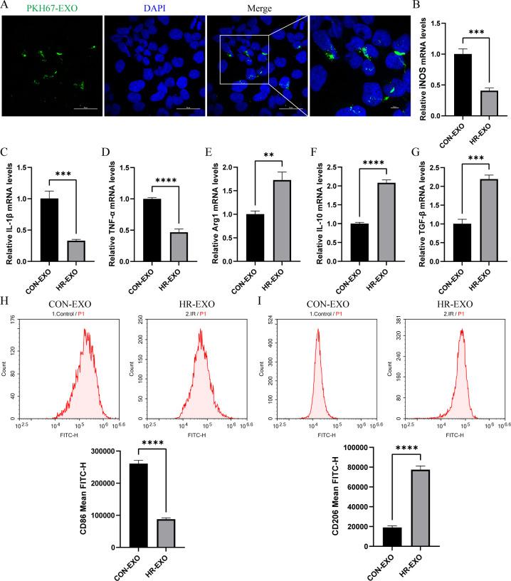 https://cdn.ncbi.nlm.nih.gov/pmc/blobs/02b0/11835872/639b276aff80/fimmu-16-1510500-g006.jpg