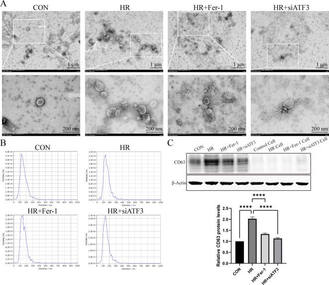 https://cdn.ncbi.nlm.nih.gov/pmc/blobs/02b0/11835872/6cd9c69807f0/fimmu-16-1510500-g005.jpg