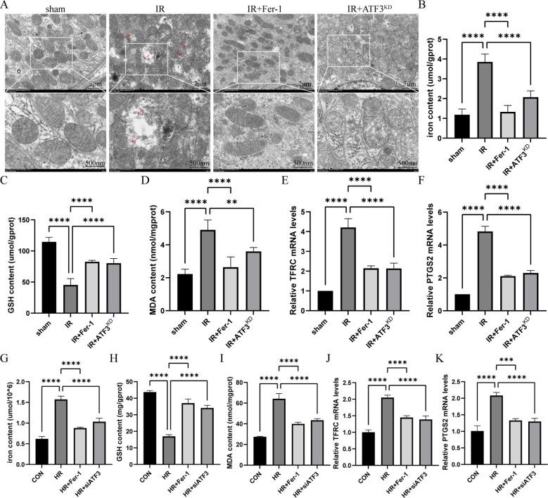 https://cdn.ncbi.nlm.nih.gov/pmc/blobs/02b0/11835872/e2d1720753b1/fimmu-16-1510500-g002.jpg