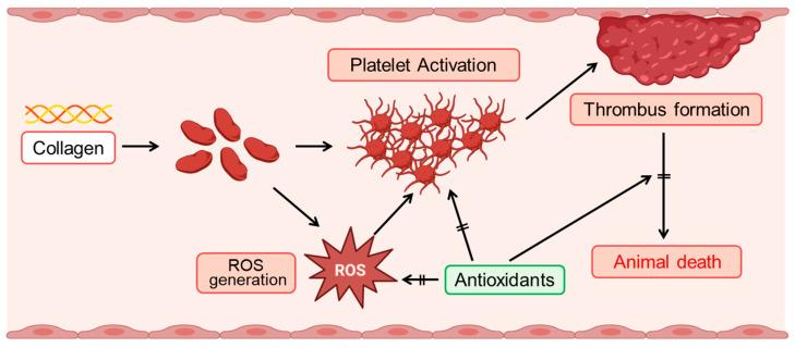 https://cdn.ncbi.nlm.nih.gov/pmc/blobs/02b2/12024104/9d733cd01b00/antioxidants-14-00497-g006.jpg