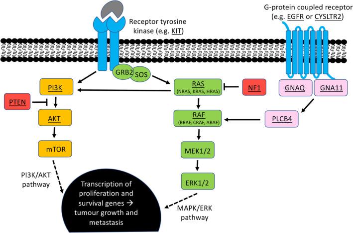 https://cdn.ncbi.nlm.nih.gov/pmc/blobs/02b8/7497193/6d46f0b00eab/PATH-252-4-g001.jpg