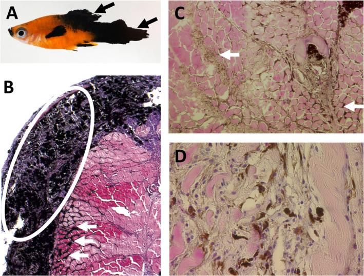 https://cdn.ncbi.nlm.nih.gov/pmc/blobs/02b8/7497193/76796fd171aa/PATH-252-4-g003.jpg