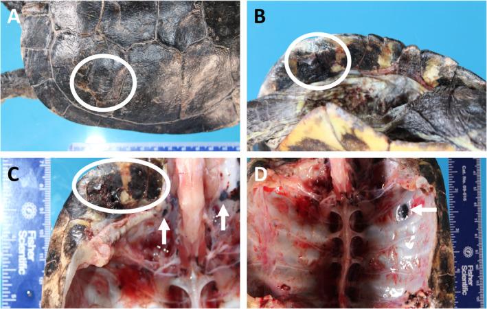 https://cdn.ncbi.nlm.nih.gov/pmc/blobs/02b8/7497193/7f2d0af3eb07/PATH-252-4-g002.jpg