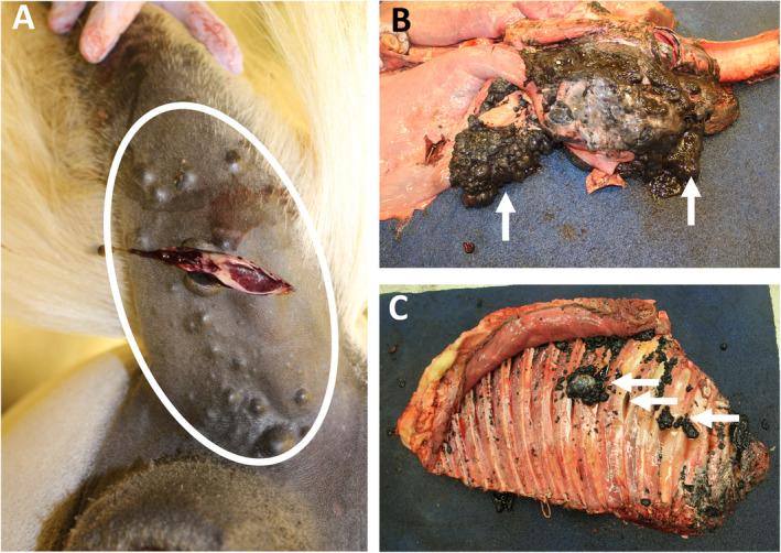 https://cdn.ncbi.nlm.nih.gov/pmc/blobs/02b8/7497193/87212c51a5b3/PATH-252-4-g005.jpg