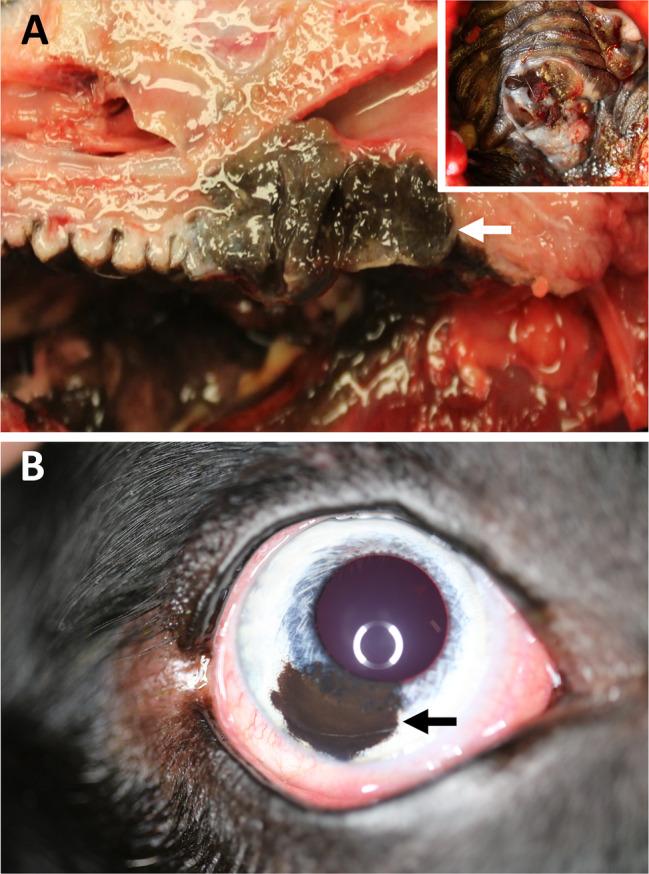 https://cdn.ncbi.nlm.nih.gov/pmc/blobs/02b8/7497193/8eef71bbb6e5/PATH-252-4-g007.jpg