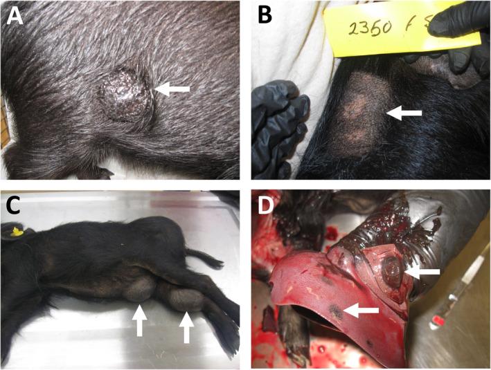 https://cdn.ncbi.nlm.nih.gov/pmc/blobs/02b8/7497193/dd4190e94652/PATH-252-4-g004.jpg