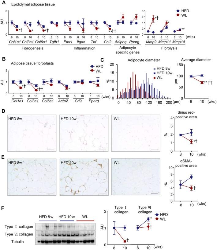 https://cdn.ncbi.nlm.nih.gov/pmc/blobs/02ba/12265394/1ec925ab52c7/FSB2-39-e70847-g003.jpg