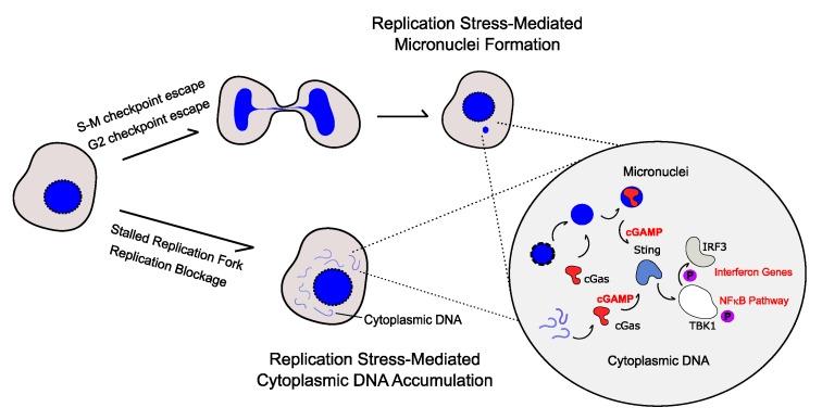 https://cdn.ncbi.nlm.nih.gov/pmc/blobs/02bb/7230342/30b5c9b9b4b5/genes-11-00409-g001.jpg