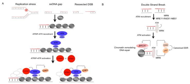 https://cdn.ncbi.nlm.nih.gov/pmc/blobs/02bb/7230342/7f02769f9fc6/genes-11-00409-g003.jpg