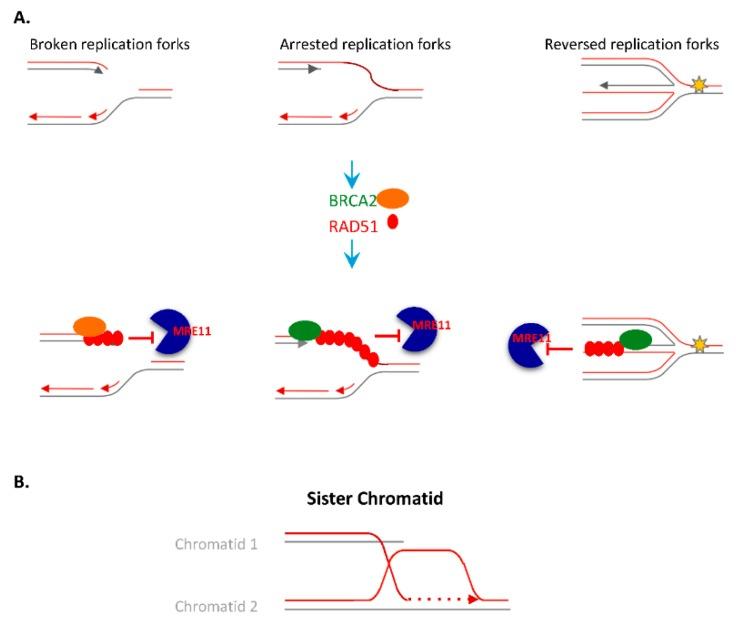 https://cdn.ncbi.nlm.nih.gov/pmc/blobs/02bb/7230342/83d3d70f29f0/genes-11-00409-g002.jpg