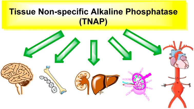 https://cdn.ncbi.nlm.nih.gov/pmc/blobs/02bc/10233329/bdc7210ddd07/d3ra01888a-f3.jpg