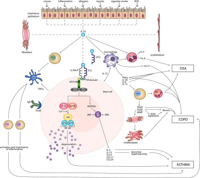 https://cdn.ncbi.nlm.nih.gov/pmc/blobs/02bc/6477074/3538d49ea464/fimmu-10-00692-g0001.jpg