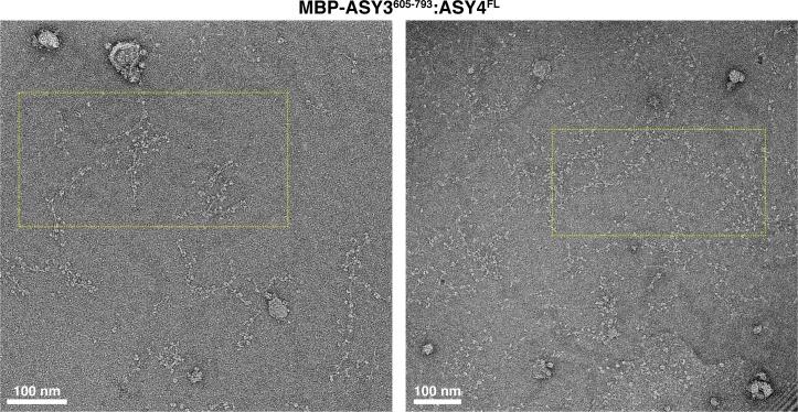 https://cdn.ncbi.nlm.nih.gov/pmc/blobs/02c0/6349405/1357c13a41f4/elife-40372-fig5-figsupp3.jpg