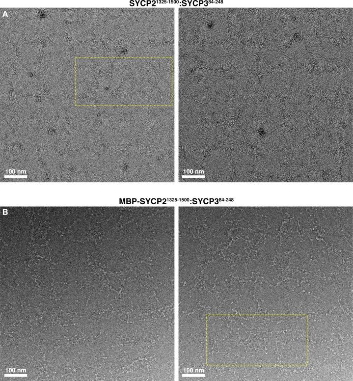 https://cdn.ncbi.nlm.nih.gov/pmc/blobs/02c0/6349405/251e34673aad/elife-40372-fig2-figsupp4.jpg