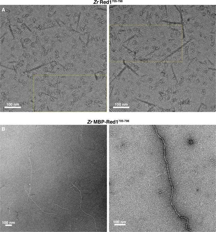 https://cdn.ncbi.nlm.nih.gov/pmc/blobs/02c0/6349405/428ba9183e16/elife-40372-fig1-figsupp2.jpg