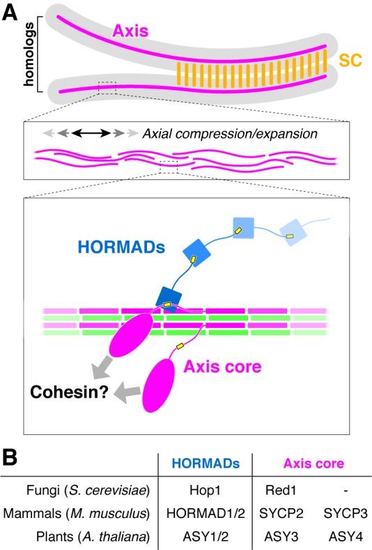 https://cdn.ncbi.nlm.nih.gov/pmc/blobs/02c0/6349405/eb2ad9cc9f70/elife-40372-fig6.jpg