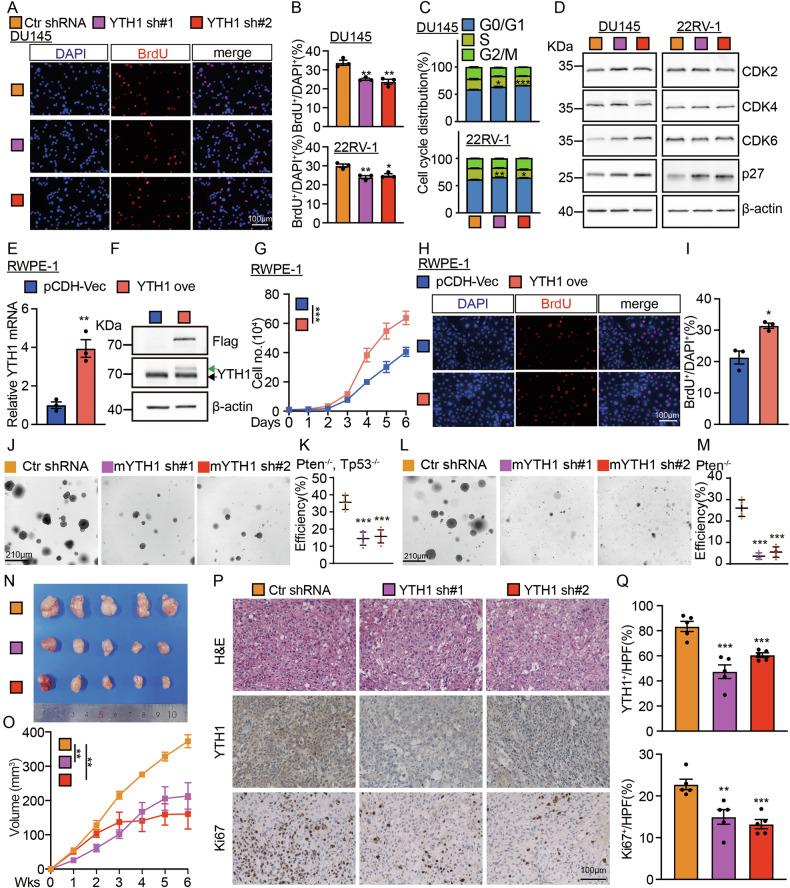 https://cdn.ncbi.nlm.nih.gov/pmc/blobs/02c4/12008233/265b54bb01c6/41419_2025_7648_Fig2_HTML.jpg