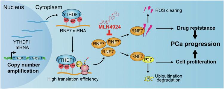 https://cdn.ncbi.nlm.nih.gov/pmc/blobs/02c4/12008233/60567798161c/41419_2025_7648_Fig7_HTML.jpg