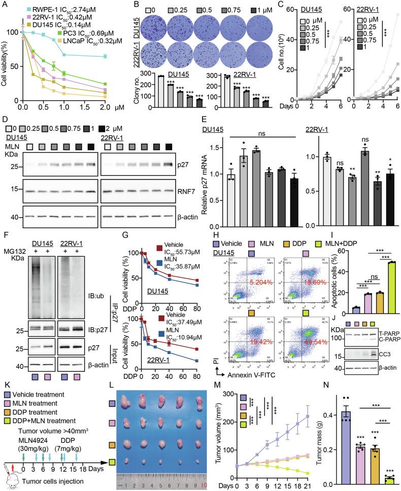 https://cdn.ncbi.nlm.nih.gov/pmc/blobs/02c4/12008233/9e838cd7243f/41419_2025_7648_Fig6_HTML.jpg